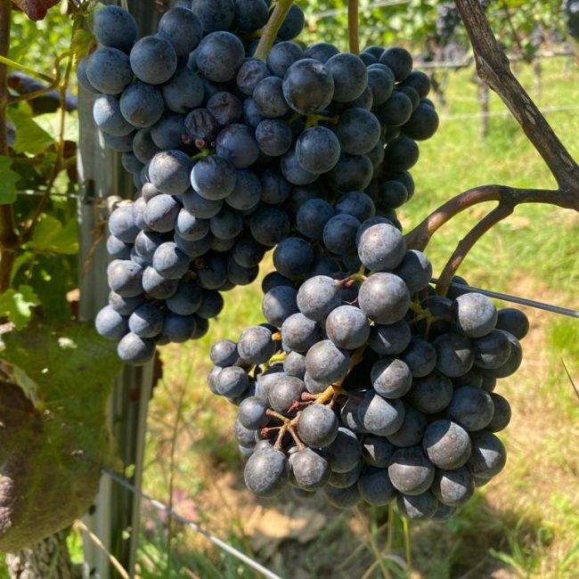 Rebstock, Weintraube rot auf einem Weinberg im Remstal auf dem Weingut Eißele
