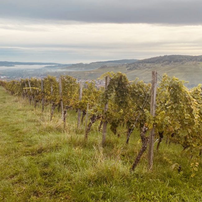 Ein weiter Blick über die Weinfelder