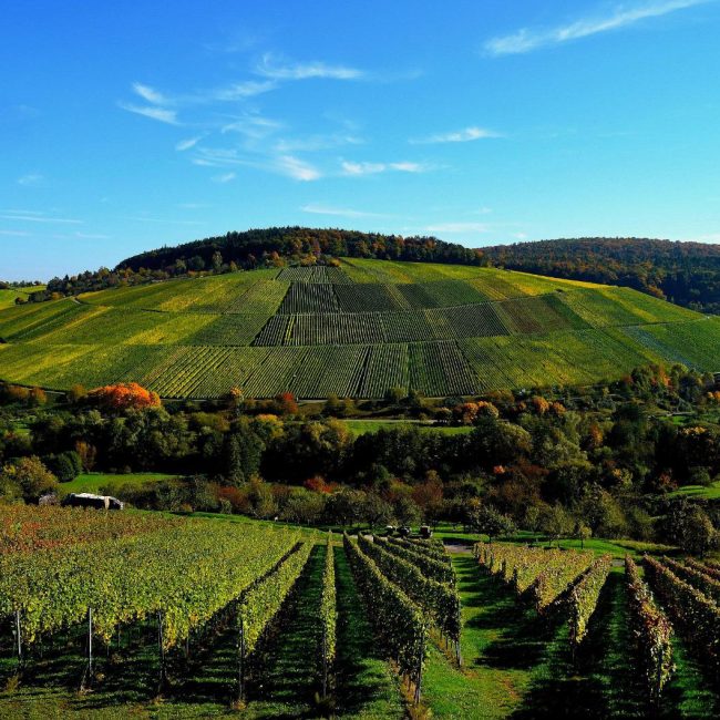 Eine Sicht auf die Weinfelder des Familienweinguts Eißele